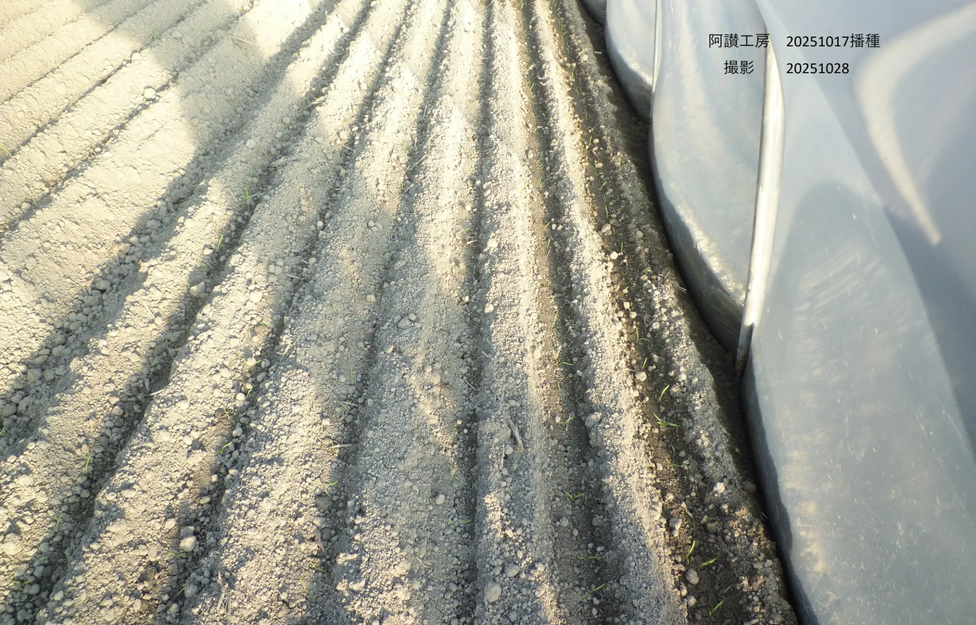 合同会社 阿讃工房　2025年10月17日播種　10月28日(天候 晴れ)撮影  播種後11日経過  雨の二日後に播種。砕土を控えめにしたので土くれが目立ちます。  土くれが荒くても全体的に雑草をよく抑えています。