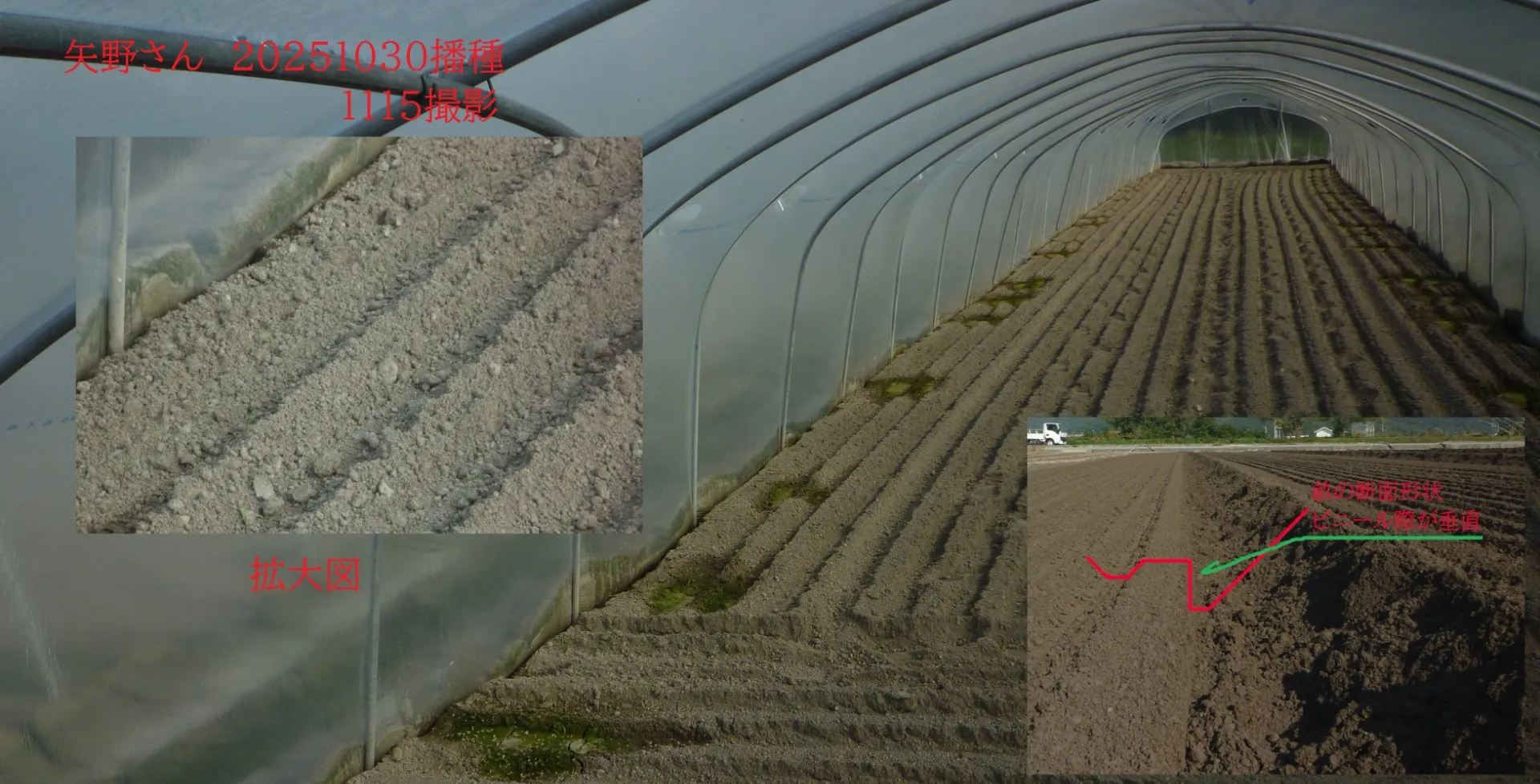 徳島県板野郡　矢野様　2025年10月30日播種　11月15日撮影　16日経過　矢野様の播種条件の特徴はビニール際の畝切が垂直（右下拡大図）になっています。薬剤の散布が心配されましたが雑草を抑制しています。（左上拡大図）発芽も順調のようです。