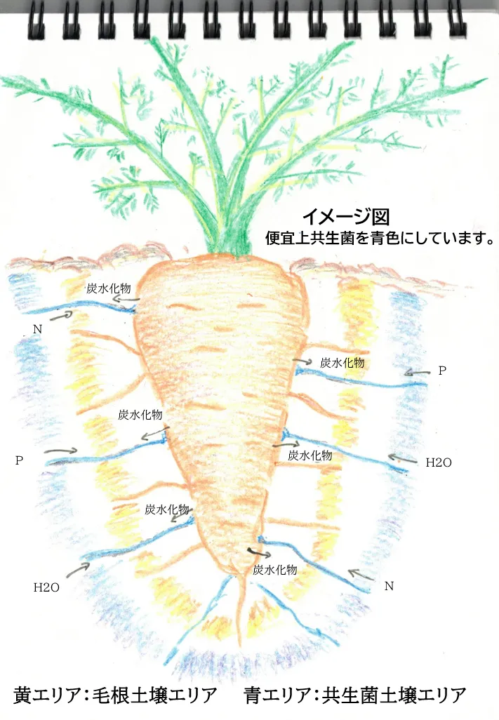 農と菌 にリンの情報を追加しました。